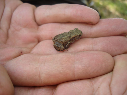 hooo un bebe crapaud