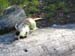 decouverte d'un crane;renard ou chien