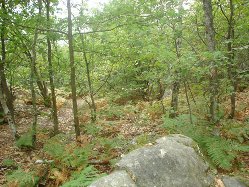 Le site 1