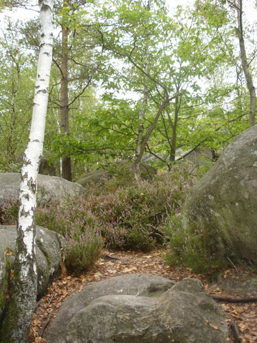 le site 3